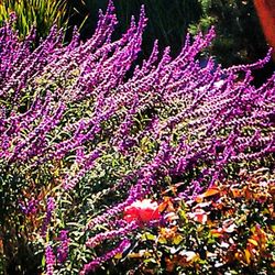 Close-up of pink flowers