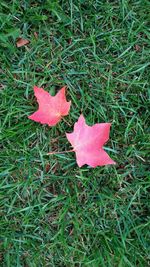 Close-up of maple leaves on field
