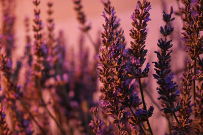 Close-up of purple flowering plants