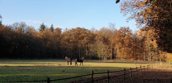 View of horses on field during autumn