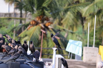 Birds perching on a tree