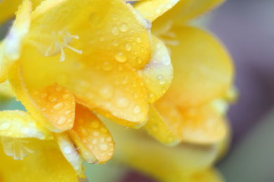 Close-up of lemon slice