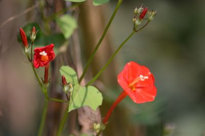 Close-up of red poppy flowers