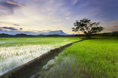 Scenic view of agricultural field against sky during sunset