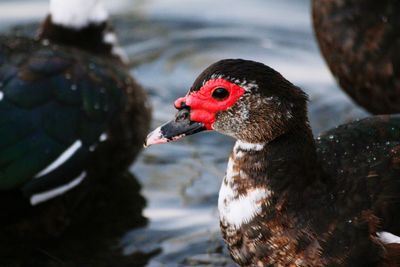 Close-up of duck swimming in water