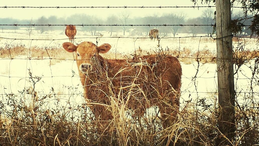 field, fence, sky, grass, hay, dry, animal themes, bare tree, nature, day, no people, outdoors, close-up, tree, plant, rural scene, bird, farm, protection, safety