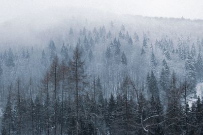 Pine trees in forest during winter