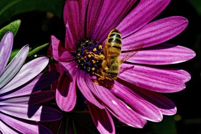 Close-up of bee pollinating on pink flower