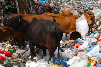 Cows standing by garbage at market stall