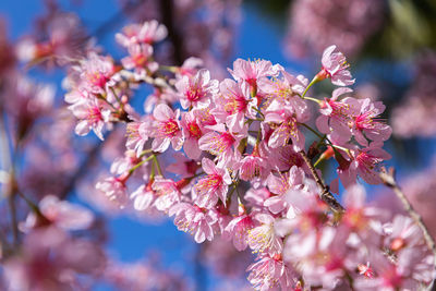 Close-up of pink cherry blossom