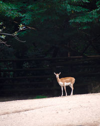 Deer standing on a field