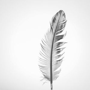 Close-up of feather against white background