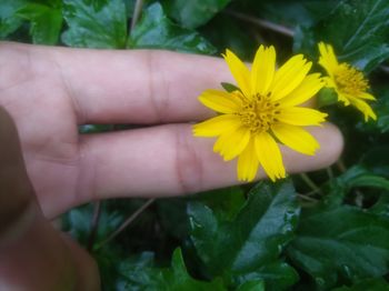 Close-up of hand holding yellow flower