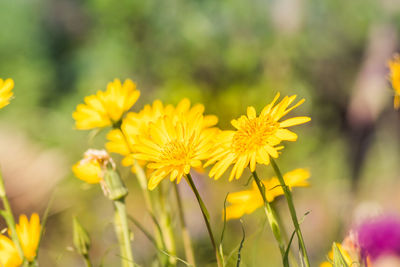 Close-up of yellow flowering plant on field