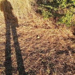 Shadow of tree on field