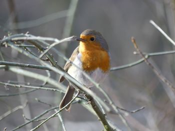 Close-up of bird perching on branch