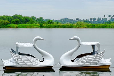 White swan by lake against sky