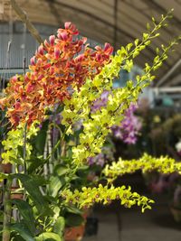 Close-up of plant in greenhouse