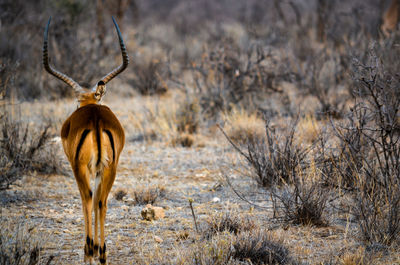 View of giraffe on land