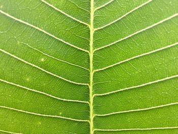 Full frame shot of leaf