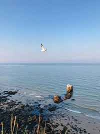 Bird flying over sea against sky