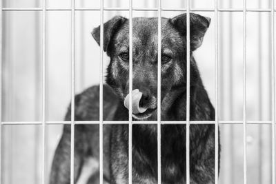 Portrait of dog in cage