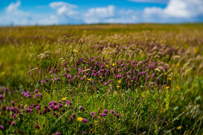 Purple flowering plants on field