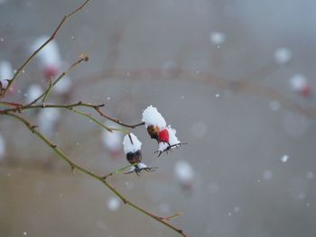 Close-up of snow on plant during winter