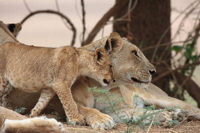Side view of relaxed lioness and cub