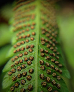 Close-up of green plant