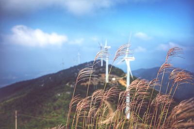 Close-up of plants on field against sky