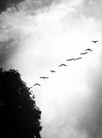 Low angle view of birds flying in sky