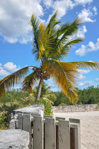 Palm tree on beach against sky