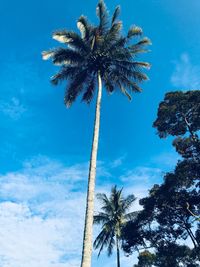 Low angle view of coconut palm tree against blue sky