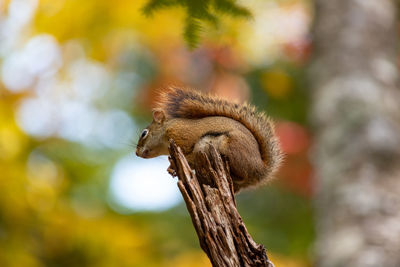Close-up of squirrel on tree