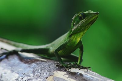 Close-up of lizard on leaf