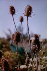 Close-up of dried thistle on field against sky