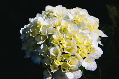 Close-up of white flowers blooming against black background