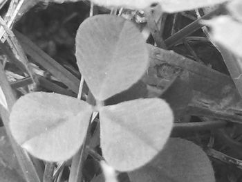 Close-up of leaves