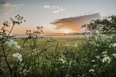 Scenic view of field against sky during sunset