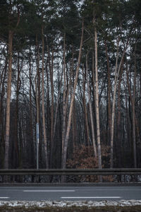 View of trees in forest