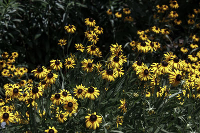 Close-up of yellow flowers blooming outdoors