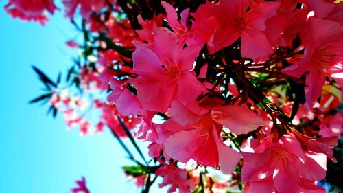 Close-up of pink cherry blossoms