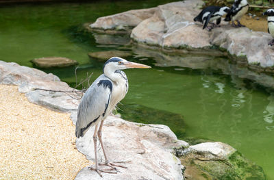 High angle view of gray heron perching on rock by lake