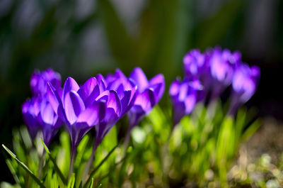 Purple flowers as first sign of spring on a sunny day in transylvania