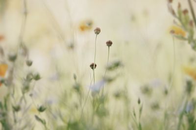 Close-up of flowering plant