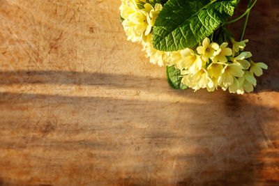 High angle view of flowering plant on table