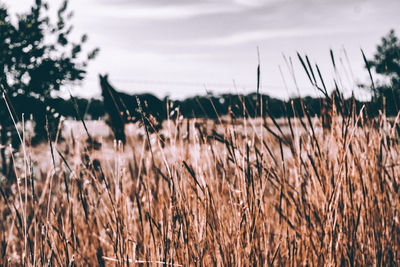 Close-up of corn field against sky