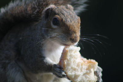 Close-up of rabbit eating food