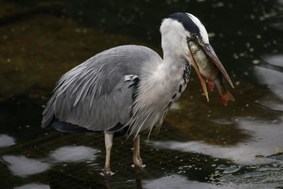 Close-up of gray heron perching on lake